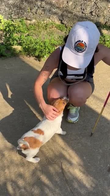 Bird dog